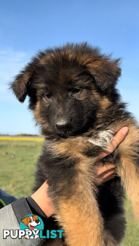 Outstanding Purebred Full Length Long Coat German Shepherd Puppies