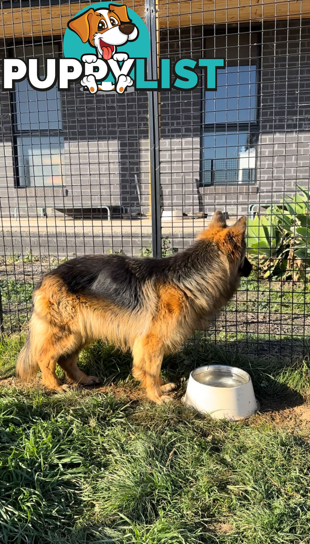 Outstanding Purebred Full Length Long Coat German Shepherd Puppies