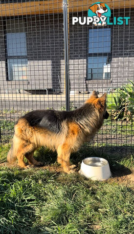 Outstanding Purebred Full Length Long Coat German Shepherd Puppies