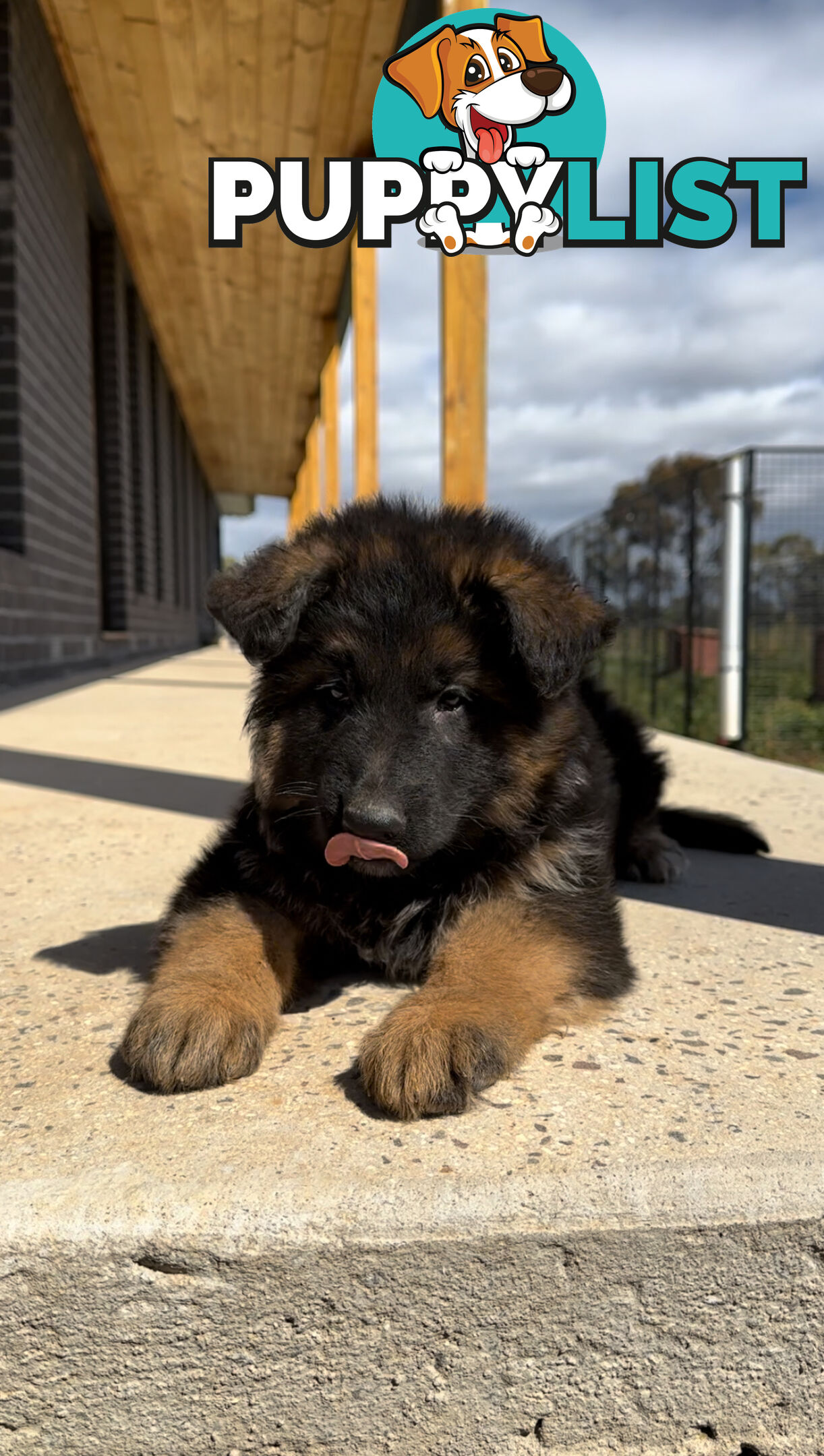 Outstanding Purebred Full Length Long Coat German Shepherd Puppies