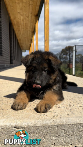 Outstanding Purebred Full Length Long Coat German Shepherd Puppies