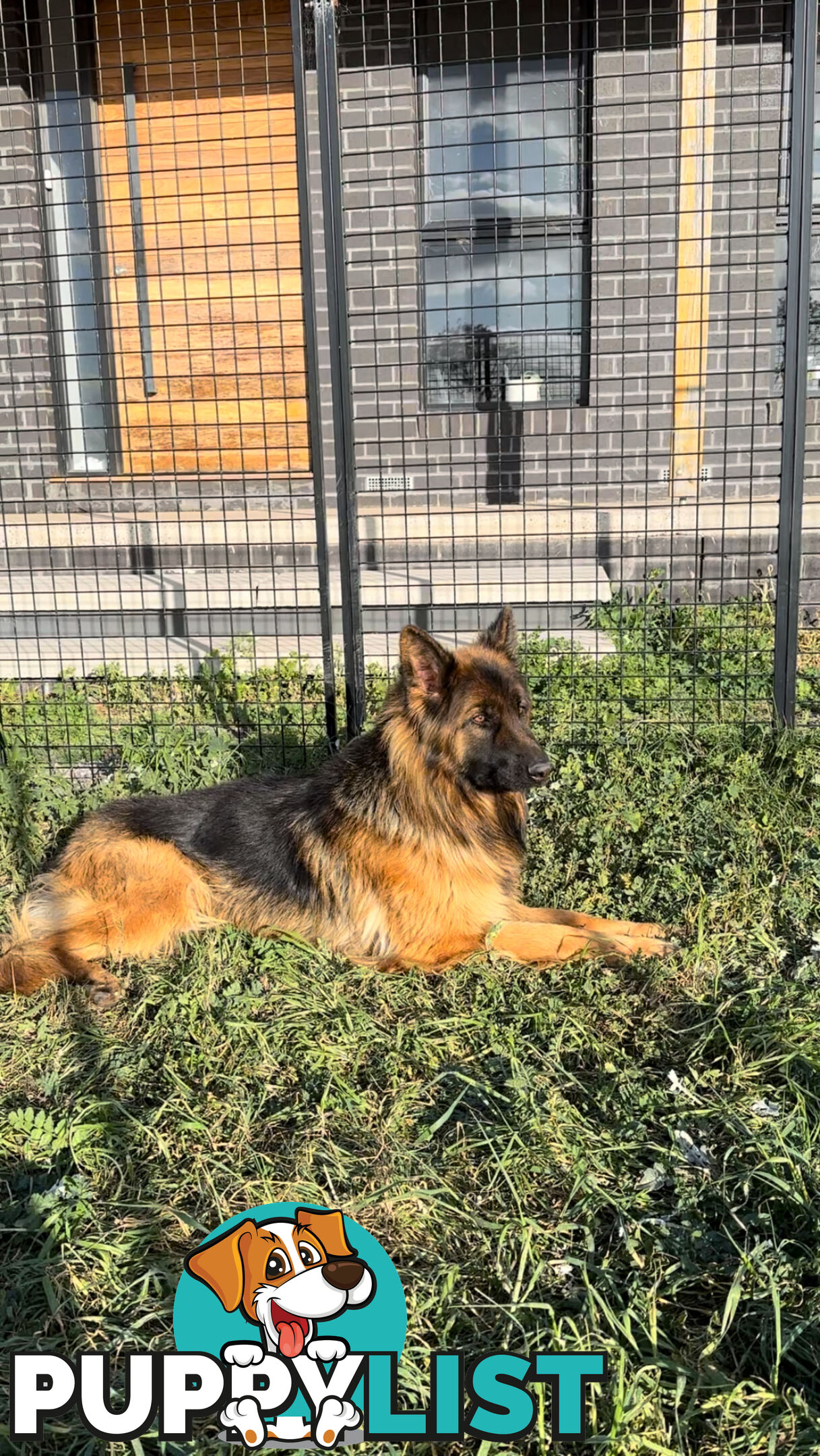 Outstanding Purebred Full Length Long Coat German Shepherd Puppies