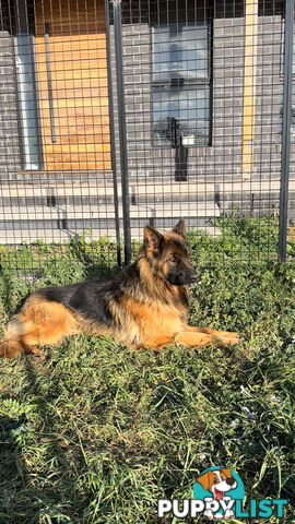 Outstanding Purebred Full Length Long Coat German Shepherd Puppies