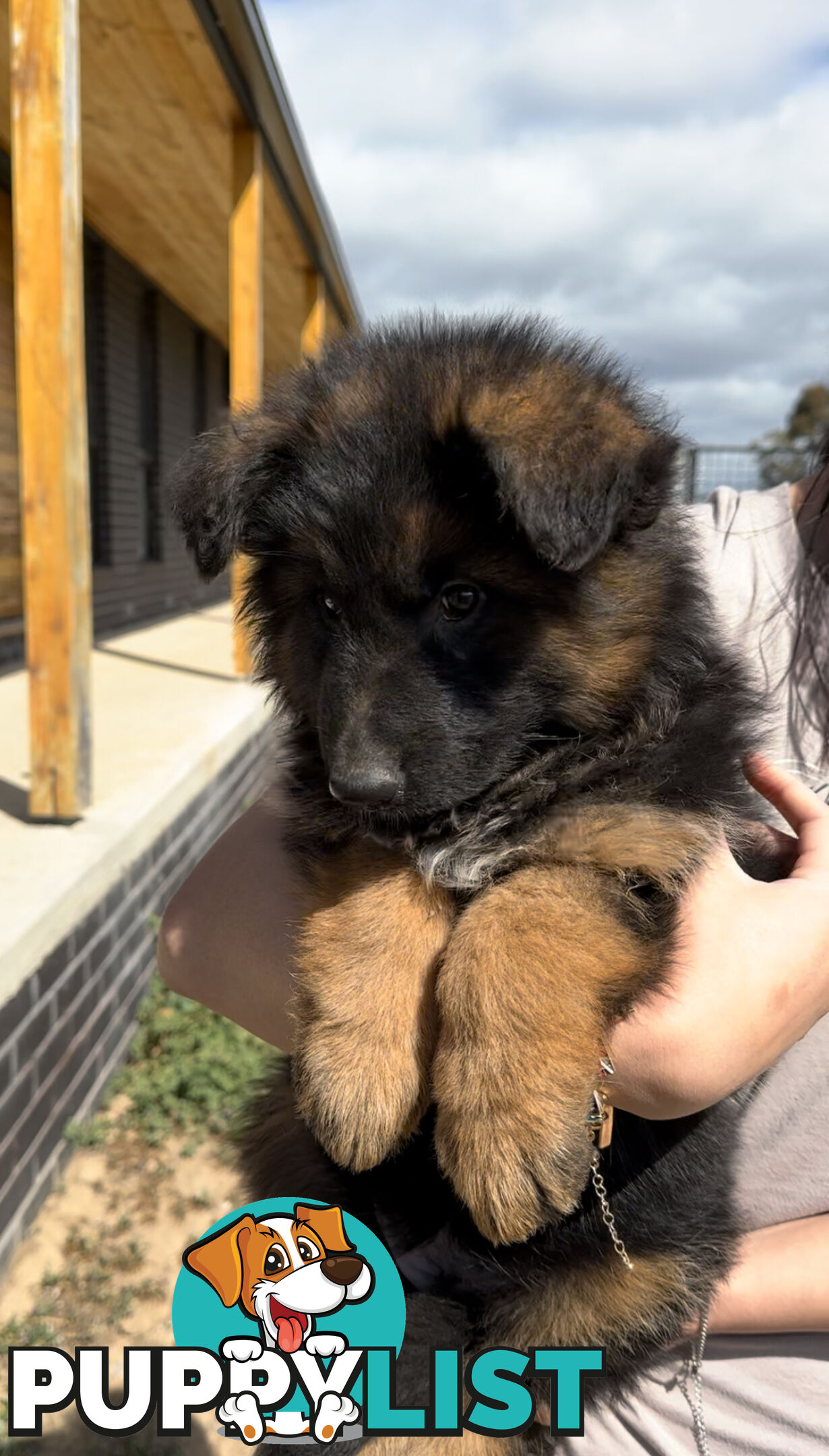 Outstanding Purebred Full Length Long Coat German Shepherd Puppies