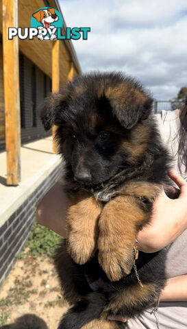 Outstanding Purebred Full Length Long Coat German Shepherd Puppies