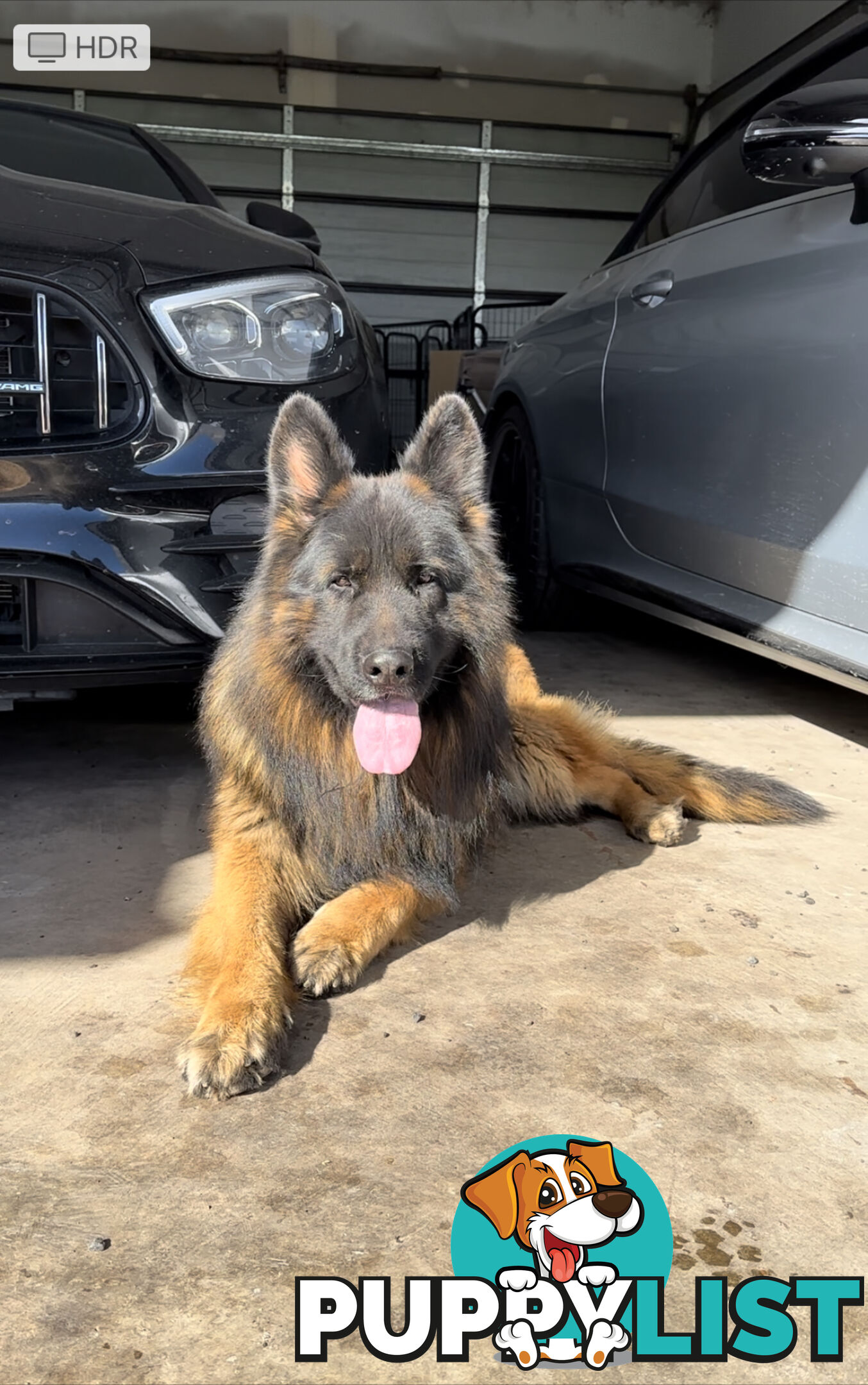 Outstanding Purebred Full Length Long Coat German Shepherd Puppies