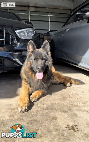 Outstanding Purebred Full Length Long Coat German Shepherd Puppies