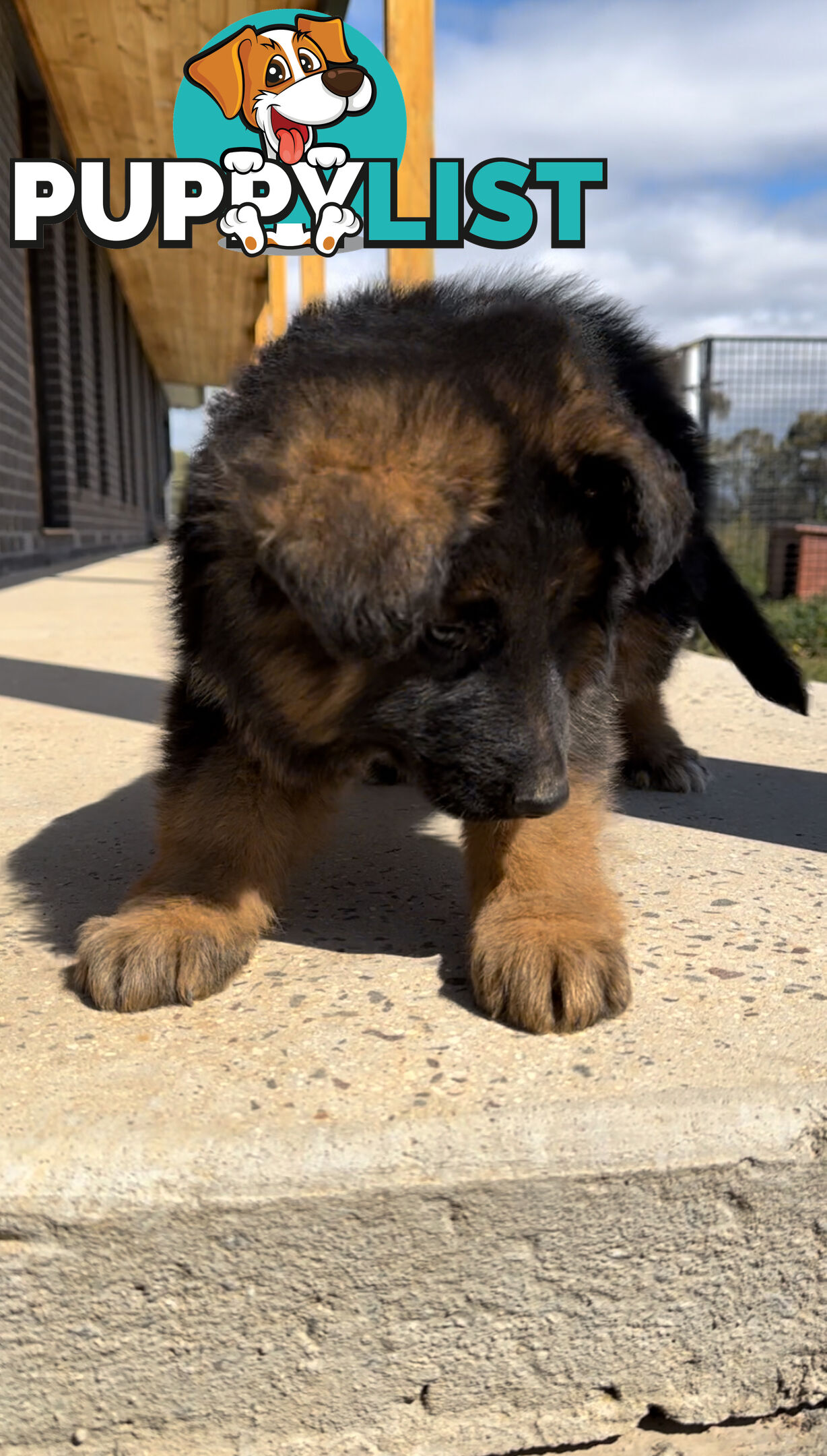 Outstanding Purebred Full Length Long Coat German Shepherd Puppies