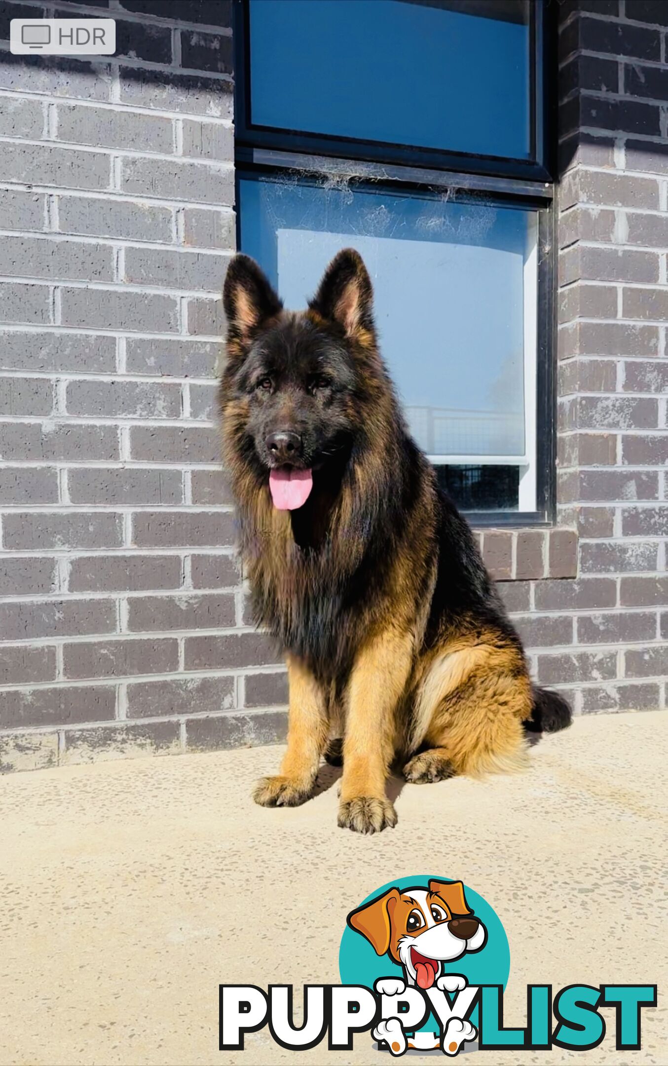 Outstanding Purebred Full Length Long Coat German Shepherd Puppies