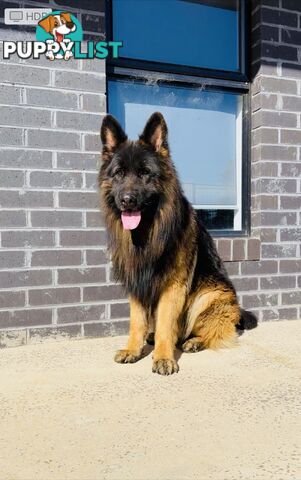 Outstanding Purebred Full Length Long Coat German Shepherd Puppies