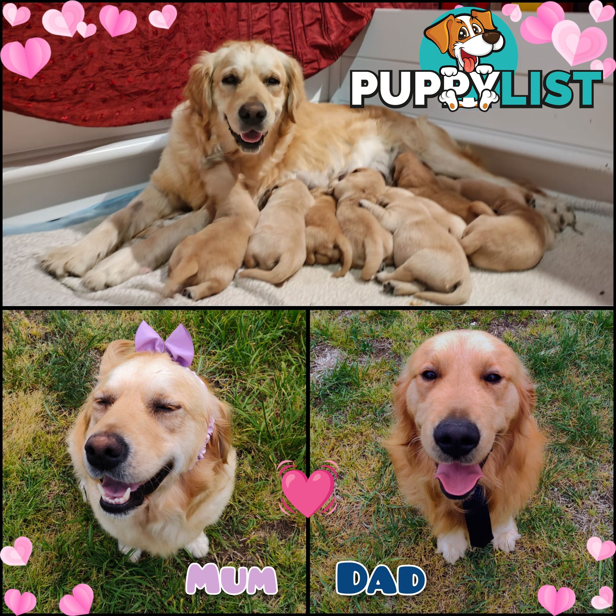 Pure Bred Golden Retriever Puppies (50 Shades of GOLDEN!)