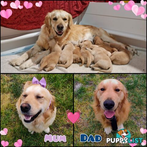 Pure Bred Golden Retriever Puppies - 1 Boy / 2 Girls ONLY available!