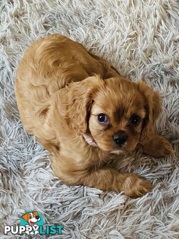 PUREBRED KING CHARLES CAVALIER PUPPIES!