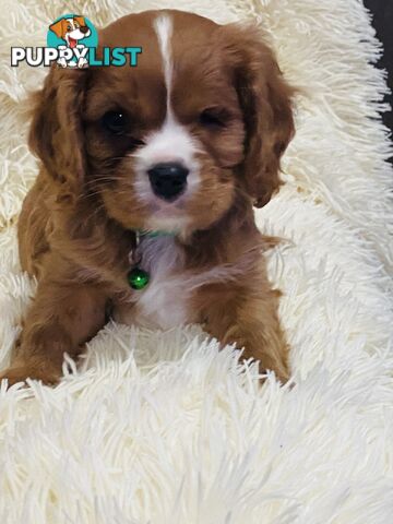 PUREBRED KING CHARLES CAVALIER PUPPIES!