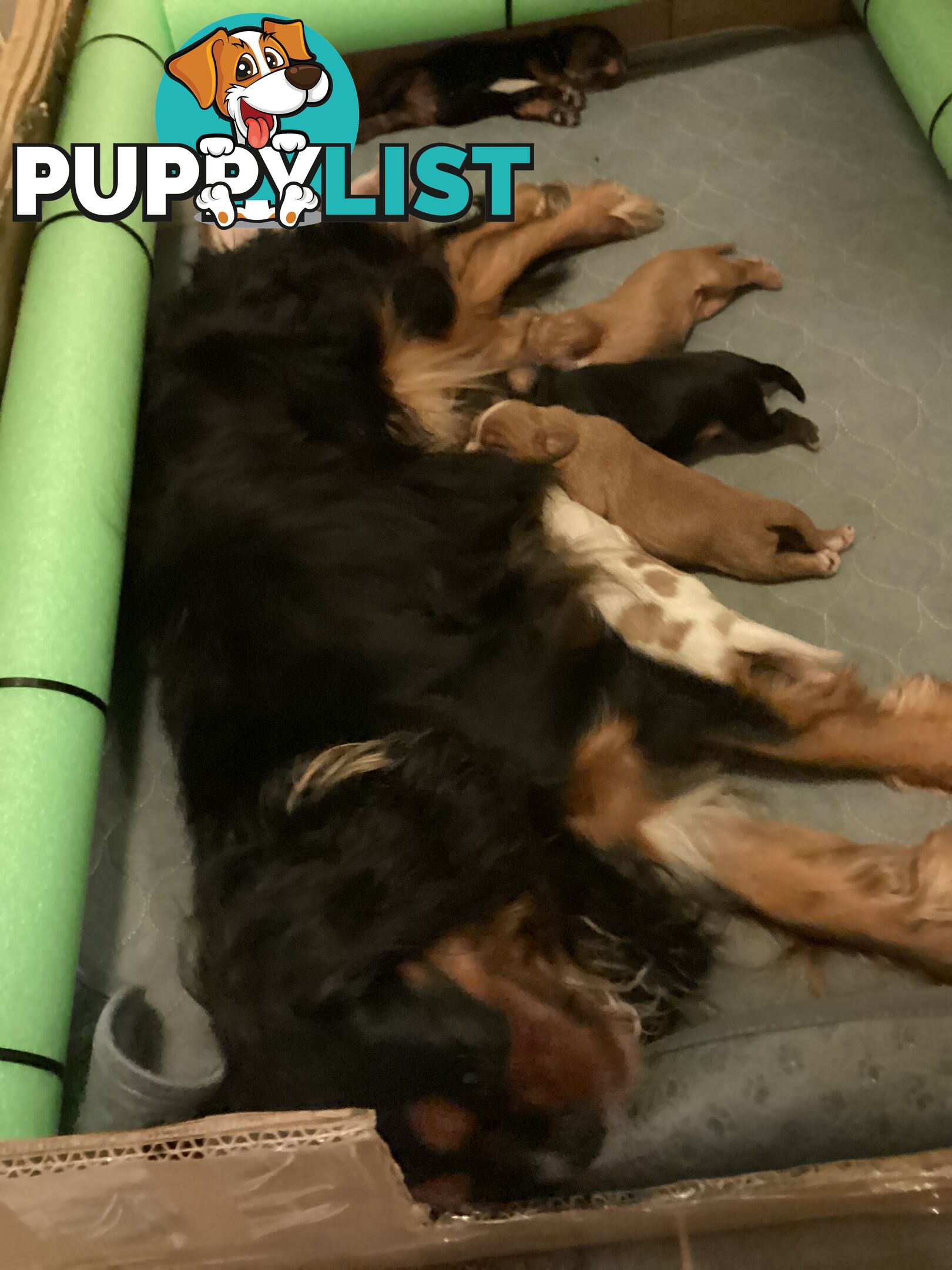 BEAUTIFUL PUREBRED KING CHARLES CAVALIER PUPPIES!