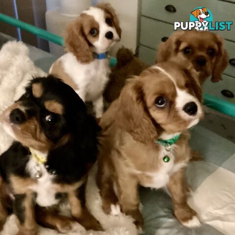 ⭐️KING CHARLES CAVALIER PUPPIES! PUREBRED/DNA⭐️