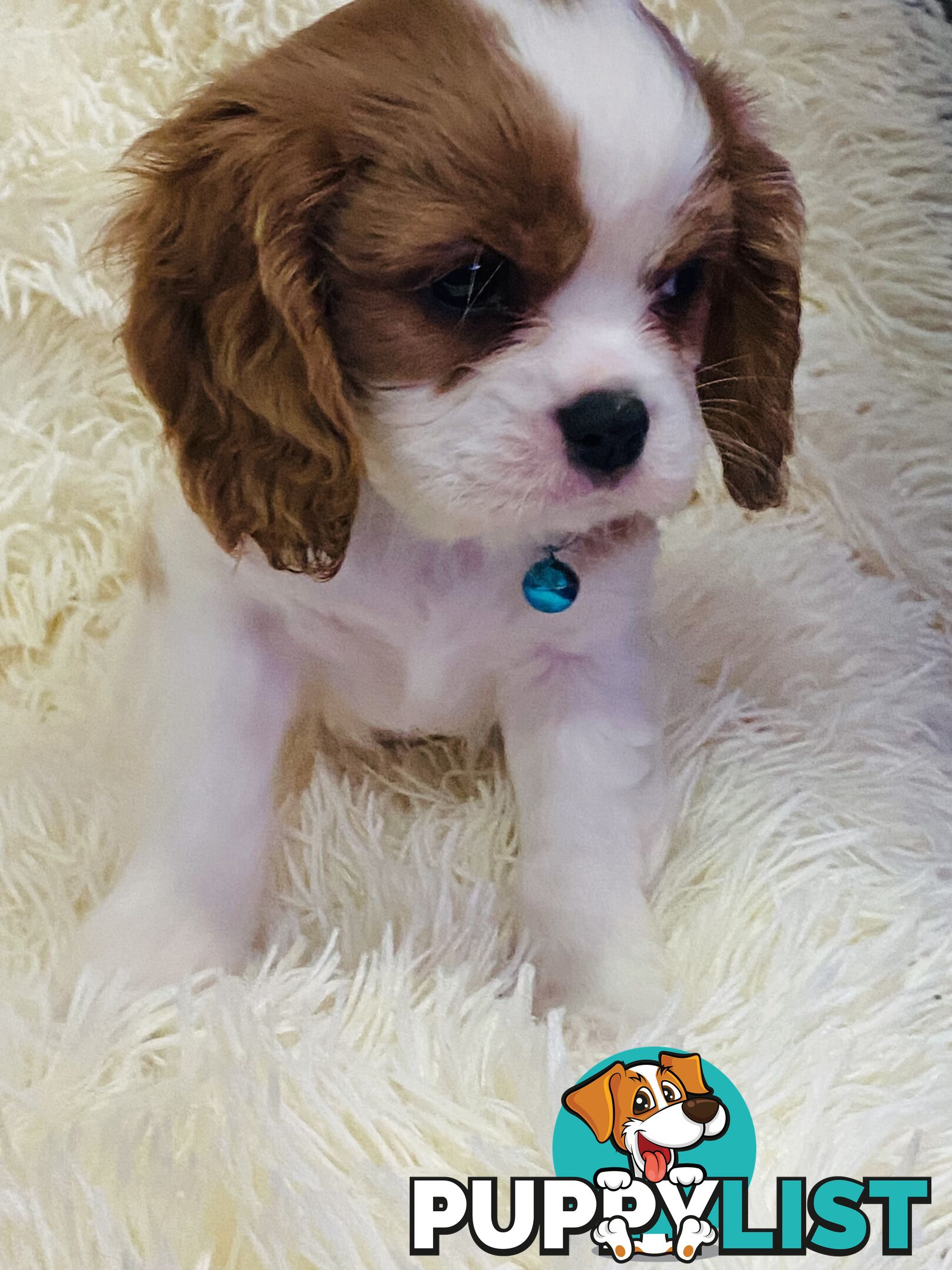 BEAUTIFUL PUREBRED KING CHARLES CAVALIER PUPPIES!