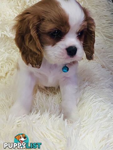 BEAUTIFUL PUREBRED KING CHARLES CAVALIER PUPPIES!