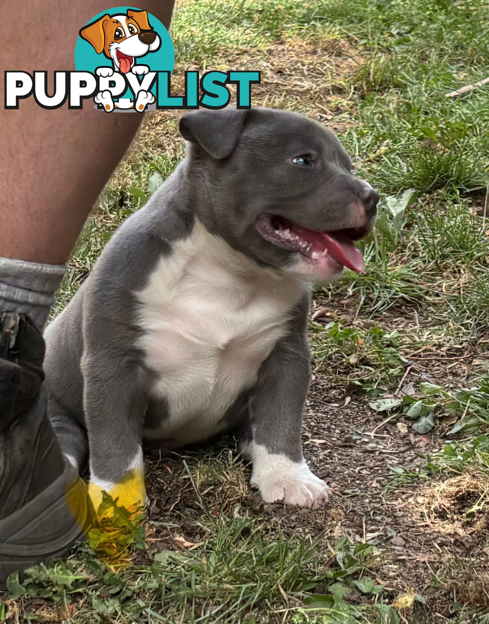 American Bully Bullies Bulldog Puppies Male Full Papers Born 15/12