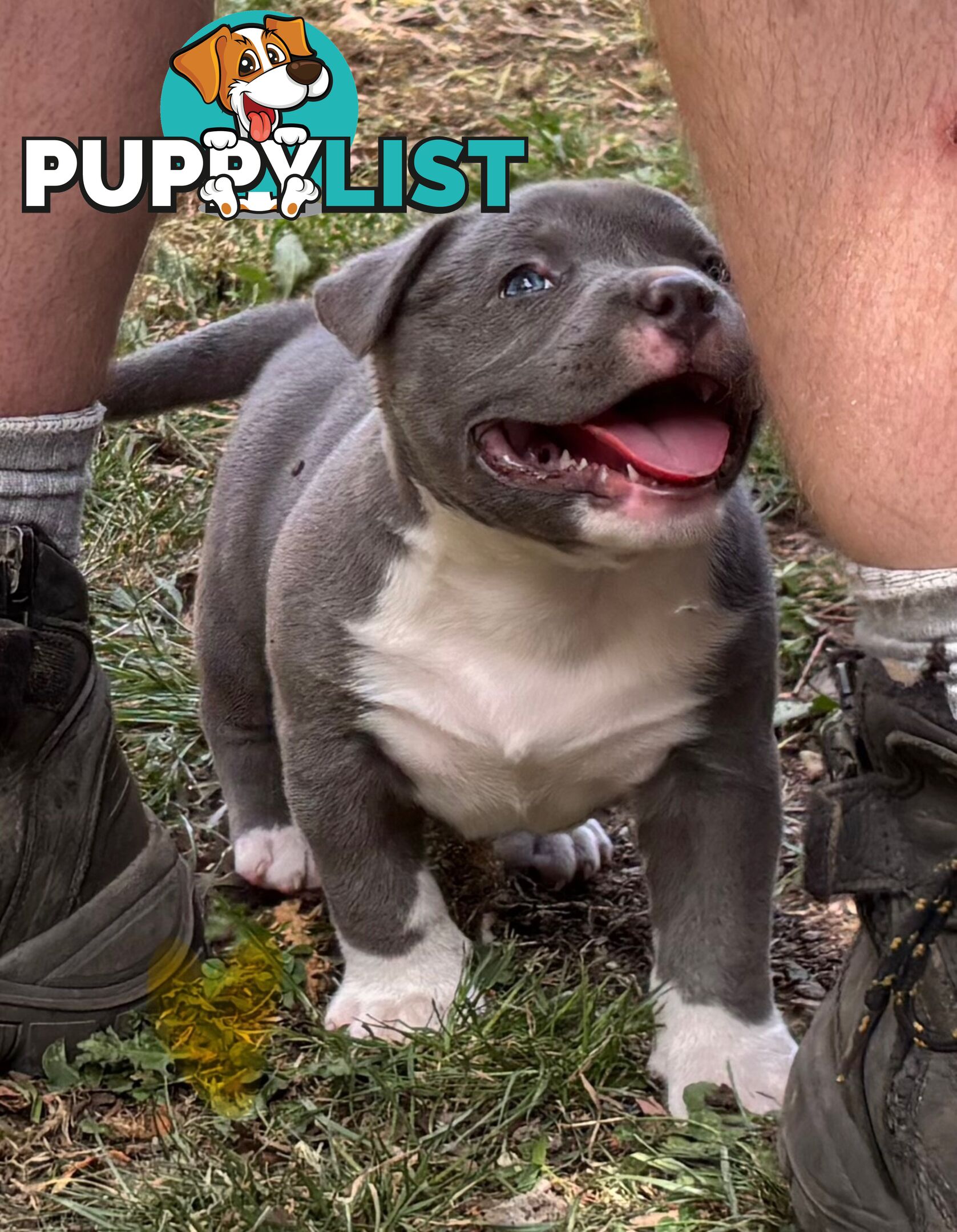 American Bully Bullies Bulldog Puppies Male Full Papers Born 15/12