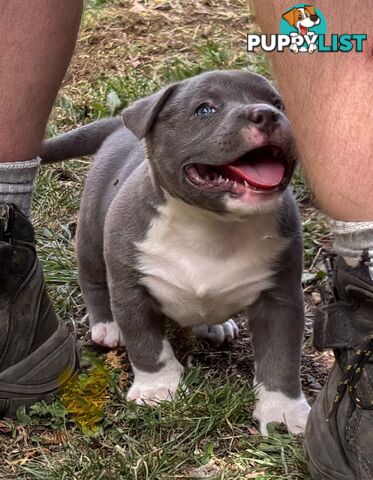 American Bully Bullies Bulldog Puppies Male Full Papers Born 15/12