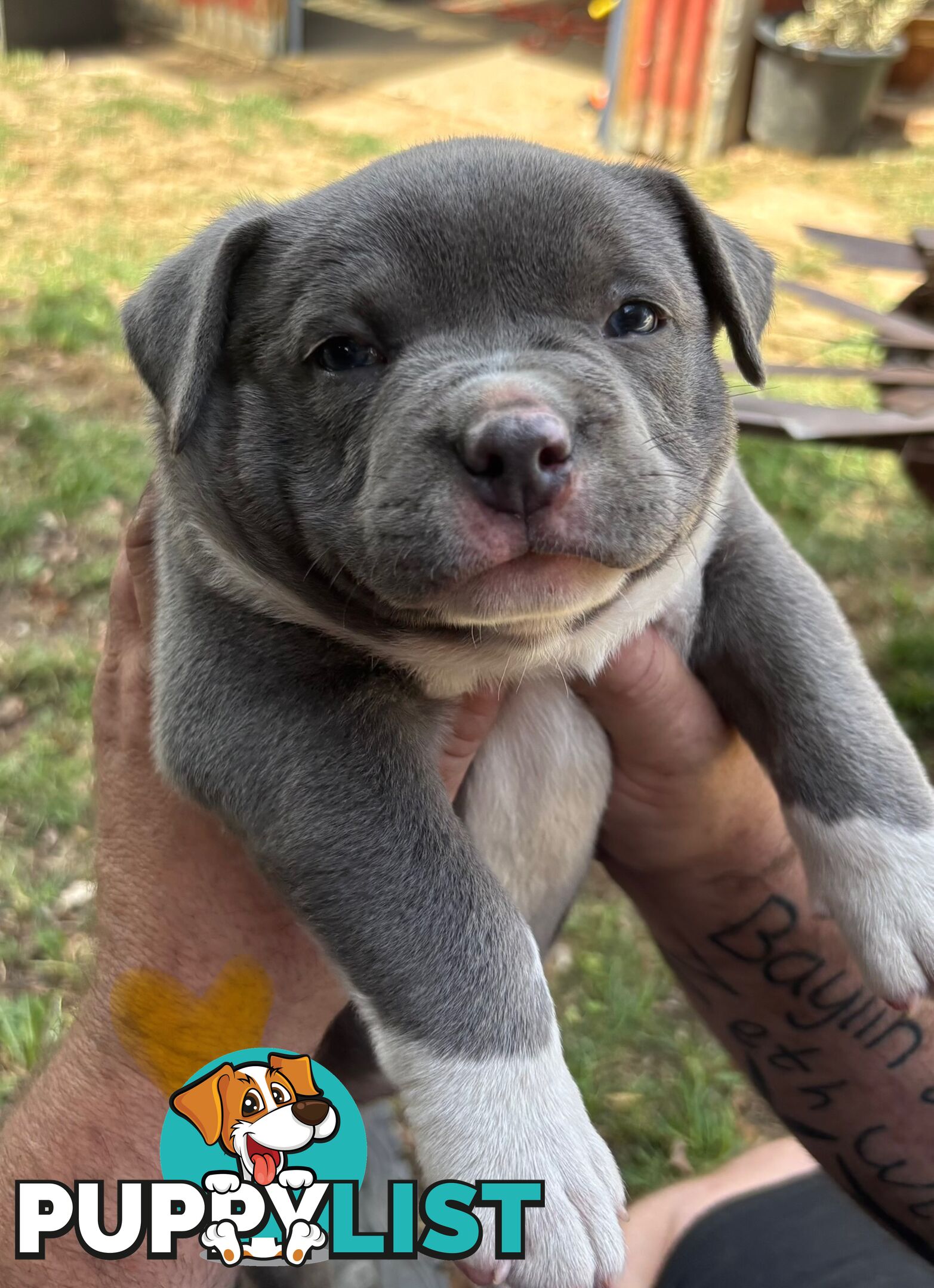 American Bully Bullies Bulldog Puppies Male Full Papers Born 15/12