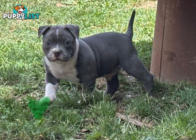 American Bully Bullies Bulldog Puppies Male Full Papers Born 15/12