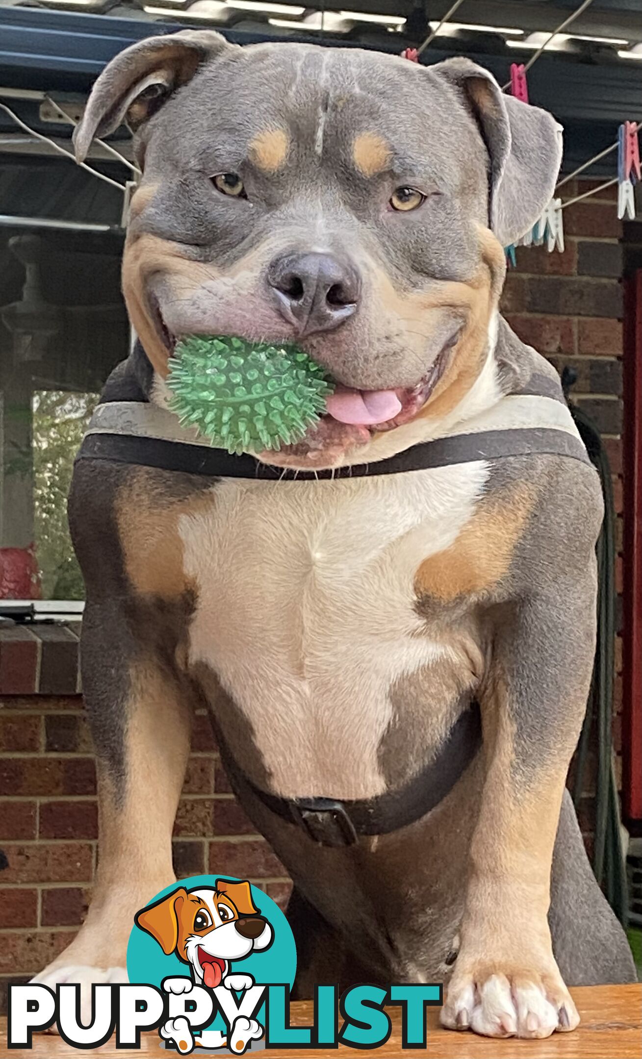 American Bully Bullies Bulldog Puppies Male Full Papers Born 15/12