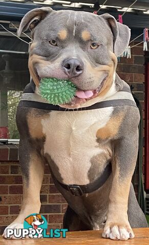 American Bully Bullies Bulldog Puppies Male Full Papers Born 15/12