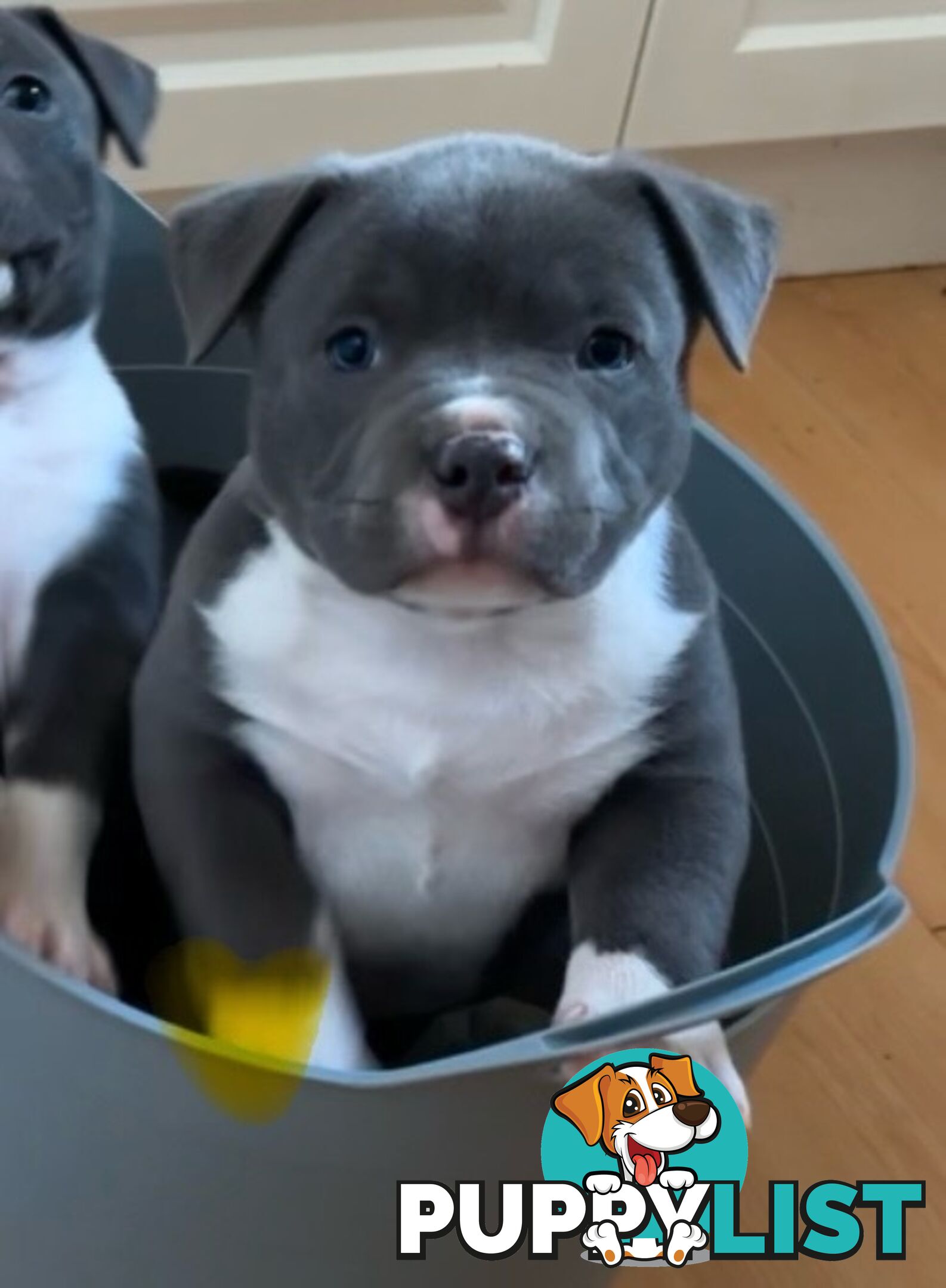 American Bully Bullies Bulldog Puppies Male Full Papers Born 15/12