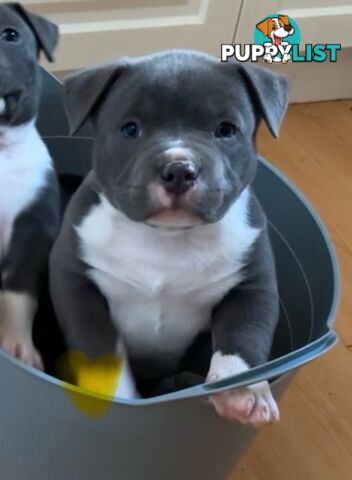 American Bully Bullies Bulldog Puppies Male Full Papers Born 15/12