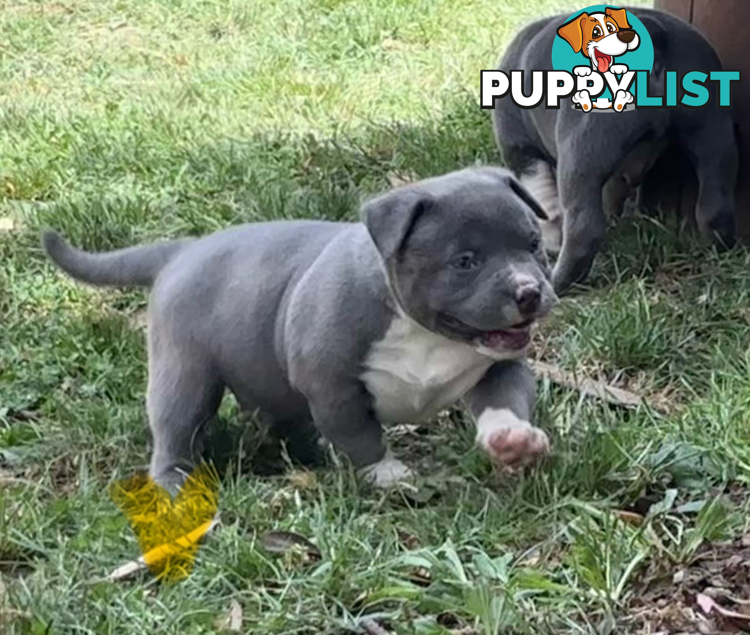 American Bully Bullies Bulldog Puppies Male Full Papers Born 15/12