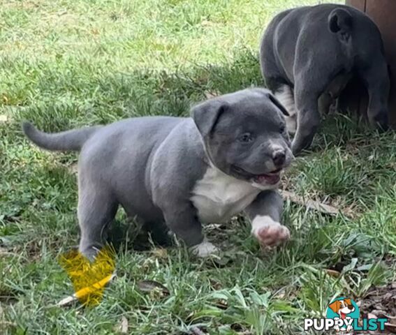 American Bully Bullies Bulldog Puppies Male Full Papers Born 15/12