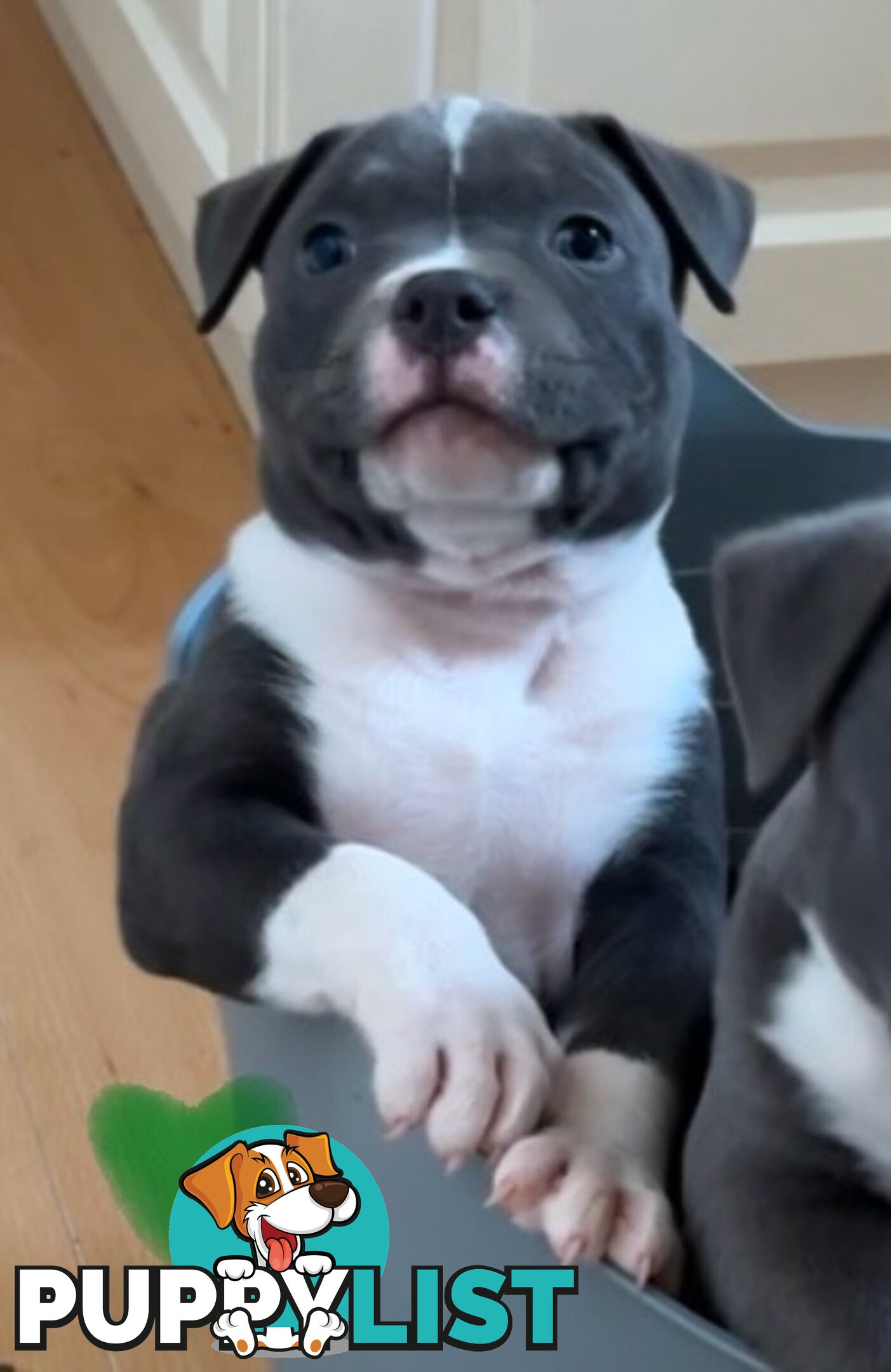 American Bully Bullies Bulldog Puppies Male Full Papers Born 15/12