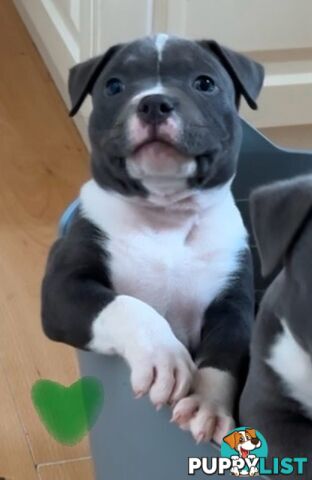 American Bully Bullies Bulldog Puppies Male Full Papers Born 15/12