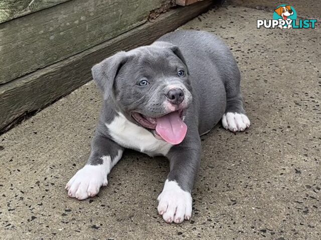 American Bully Bullies Bulldog Puppies ABKC Papers Blue Male