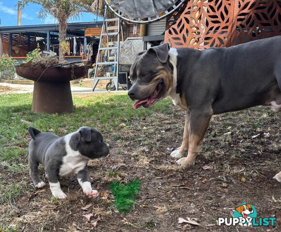 American Bully Bullies Bulldog Puppies Male Full Papers Born 15/12