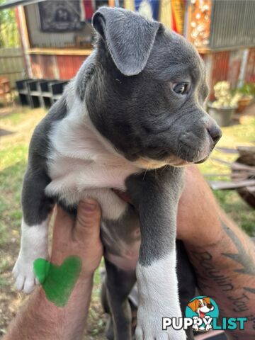 American Bully Bullies Bulldog Puppies Male Full Papers Born 15/12