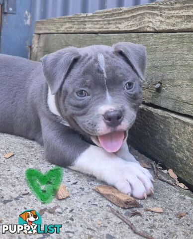 American Bully Bullies Bulldog Puppies Male Full Papers Born 15/12