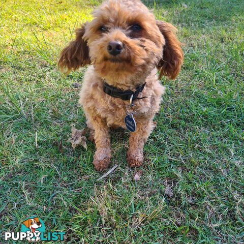 Toy Cavoodle Puppy