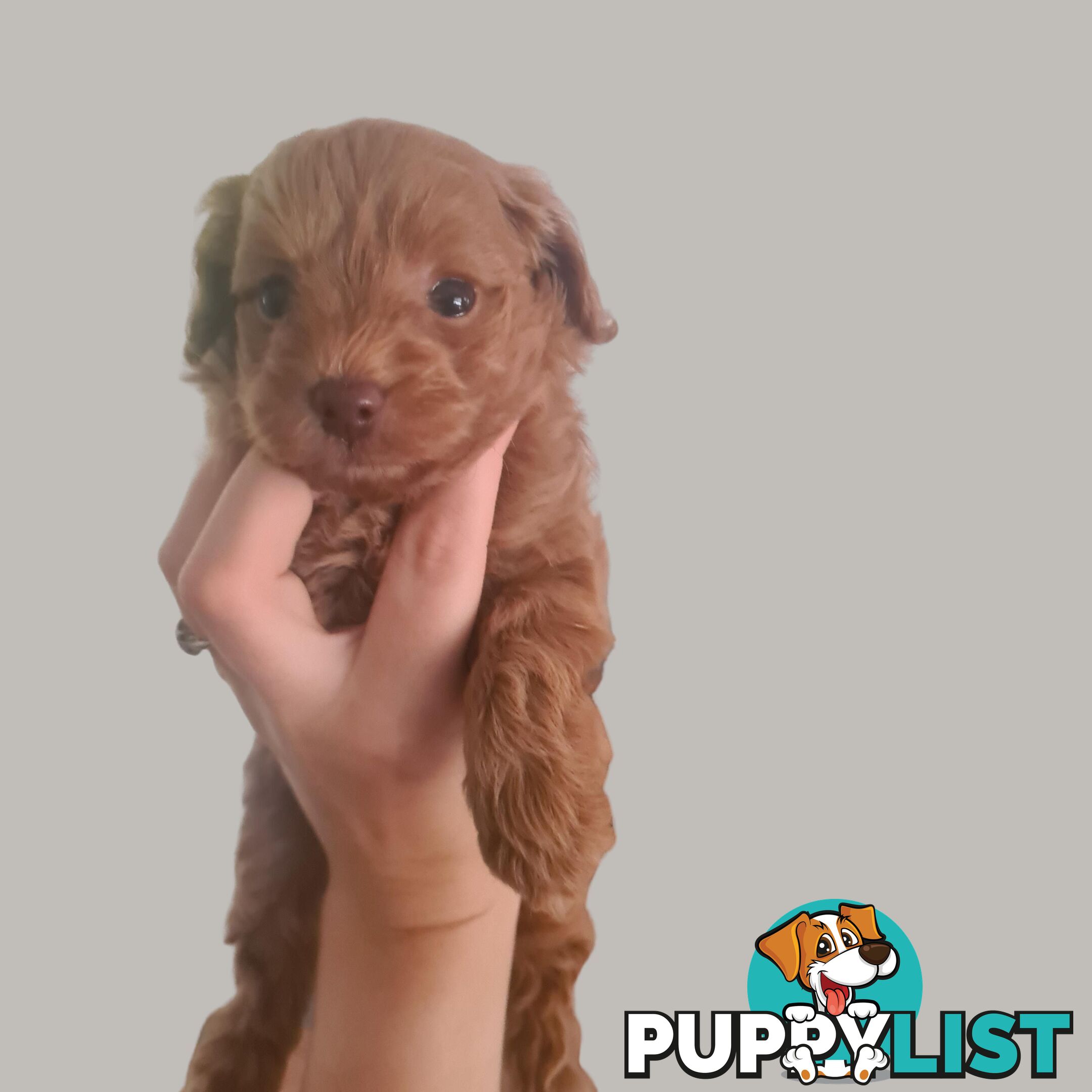 Toy Cavoodle Puppy