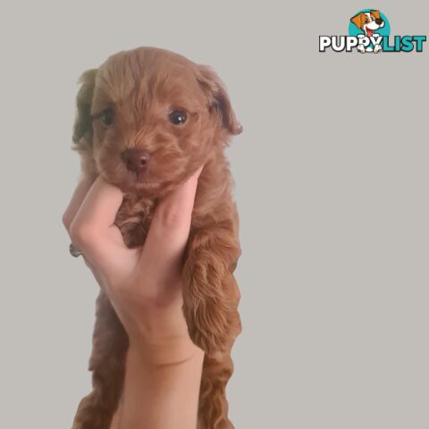 Toy Cavoodle Puppy