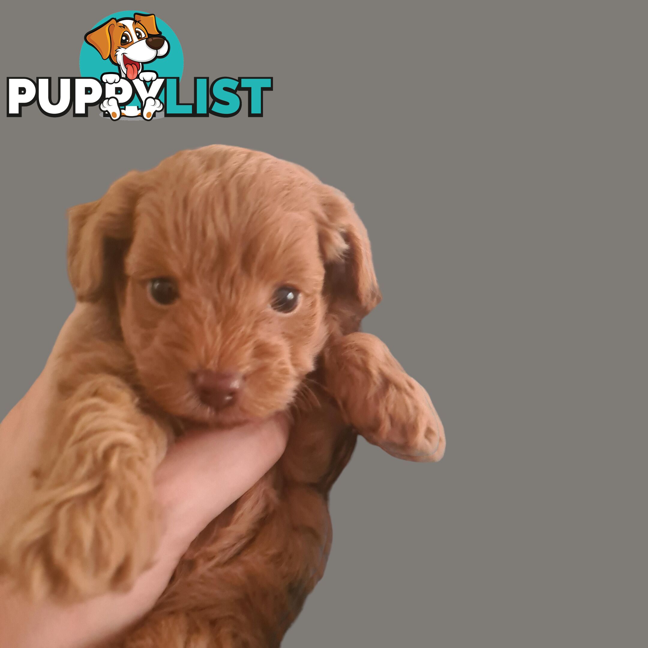 Toy Cavoodle Puppy