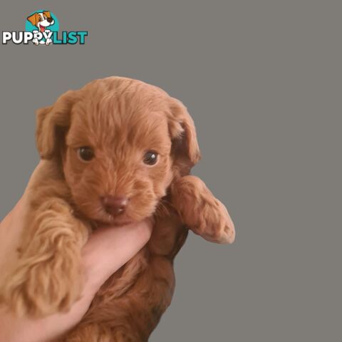 Toy Cavoodle Puppy