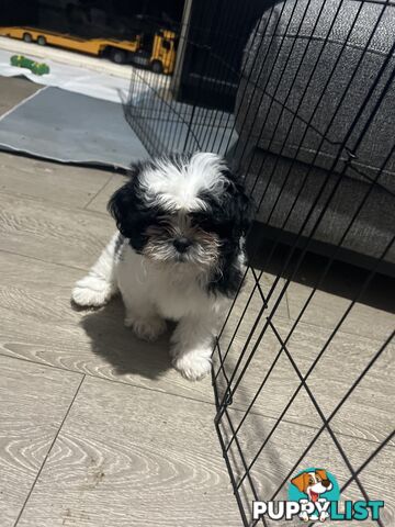 Beautiful Maltese Shitzu Puppies Ready for Forever Home