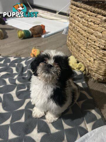 Beautiful Maltese Shitzu Puppies Ready for Forever Home