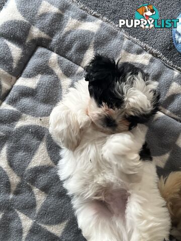 Beautiful Maltese Shitzu Puppies Ready for Forever Home