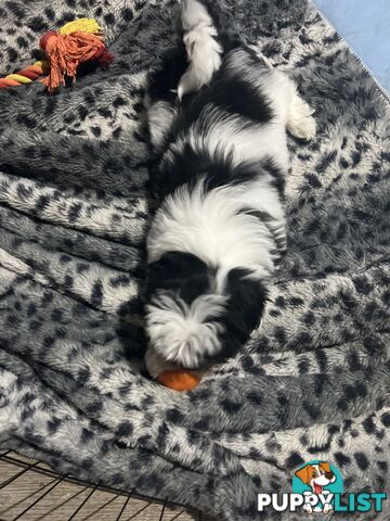 Beautiful Maltese Shitzu Puppies Ready for Forever Home