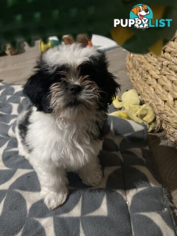 Beautiful Maltese Shitzu Puppies Ready for Forever Home