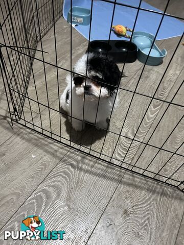 Beautiful Maltese Shitzu Puppies Ready for Forever Home